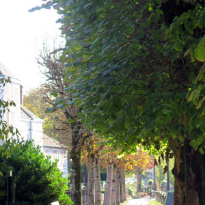 arboriculture urbaine